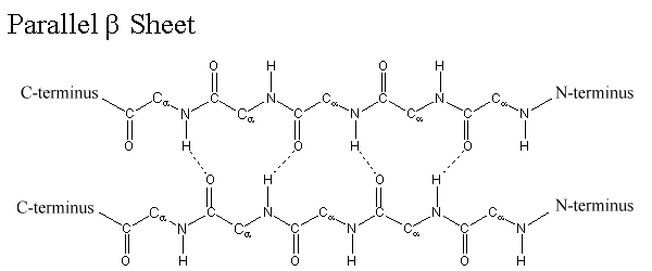 <p><span>connects two β-sheets and ensures that proteins maintain a compact structure</span></p><p><span>The hydrogen bond is between the –C=O group of one amino acid and the –N-H group of an amino acid 3 residues further up along the polypeptide chain.</span></p>