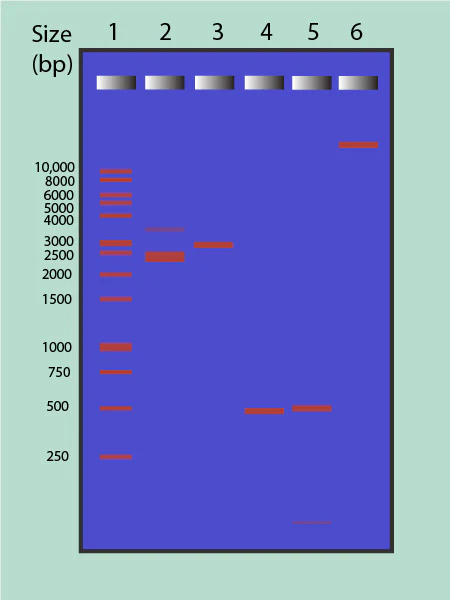<p>molecules are separated by size, with <mark data-color="rgba(0, 0, 0, 0)" style="background-color: rgba(0, 0, 0, 0); color: inherit;">higher molecular weight (HMW) bands located near the top (closer to the wells/cathode) and lower molecular weight (LMW) bands near the bottom (closer to the anode/dye front)</mark><span><span>. Larger fragments move slower through the gel matrix, while smaller fragments travel faster and further.</span></span></p>