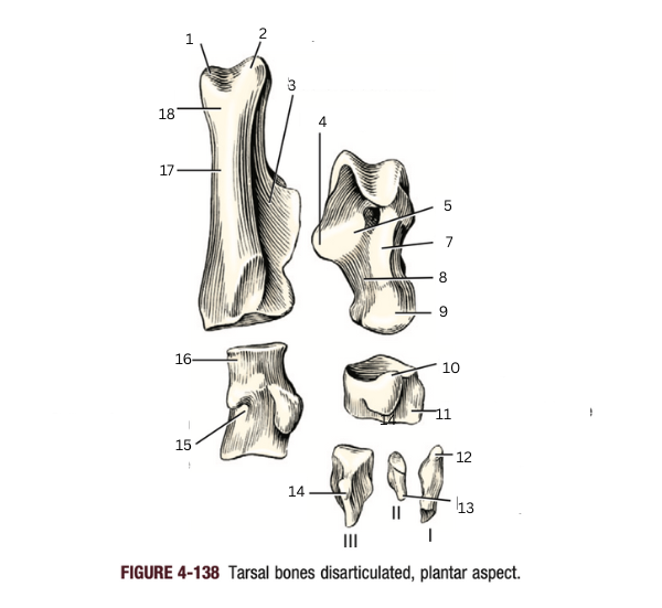 <p>17</p>