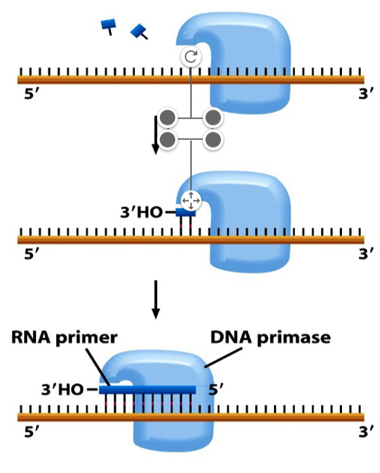 <p>Challenge on lagging stand is that DNA polymerase requires an OH overhang.</p><p>Primase synthesises short RNA primers about 10 nucleotides long with the OH overhangs</p>