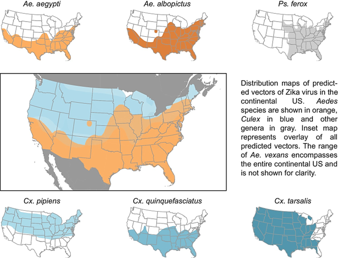 <p><strong>Aedes aegypti</strong> and <strong>Ae. albopictus</strong> are found mostly in the <strong>southern and eastern US</strong>.</p>