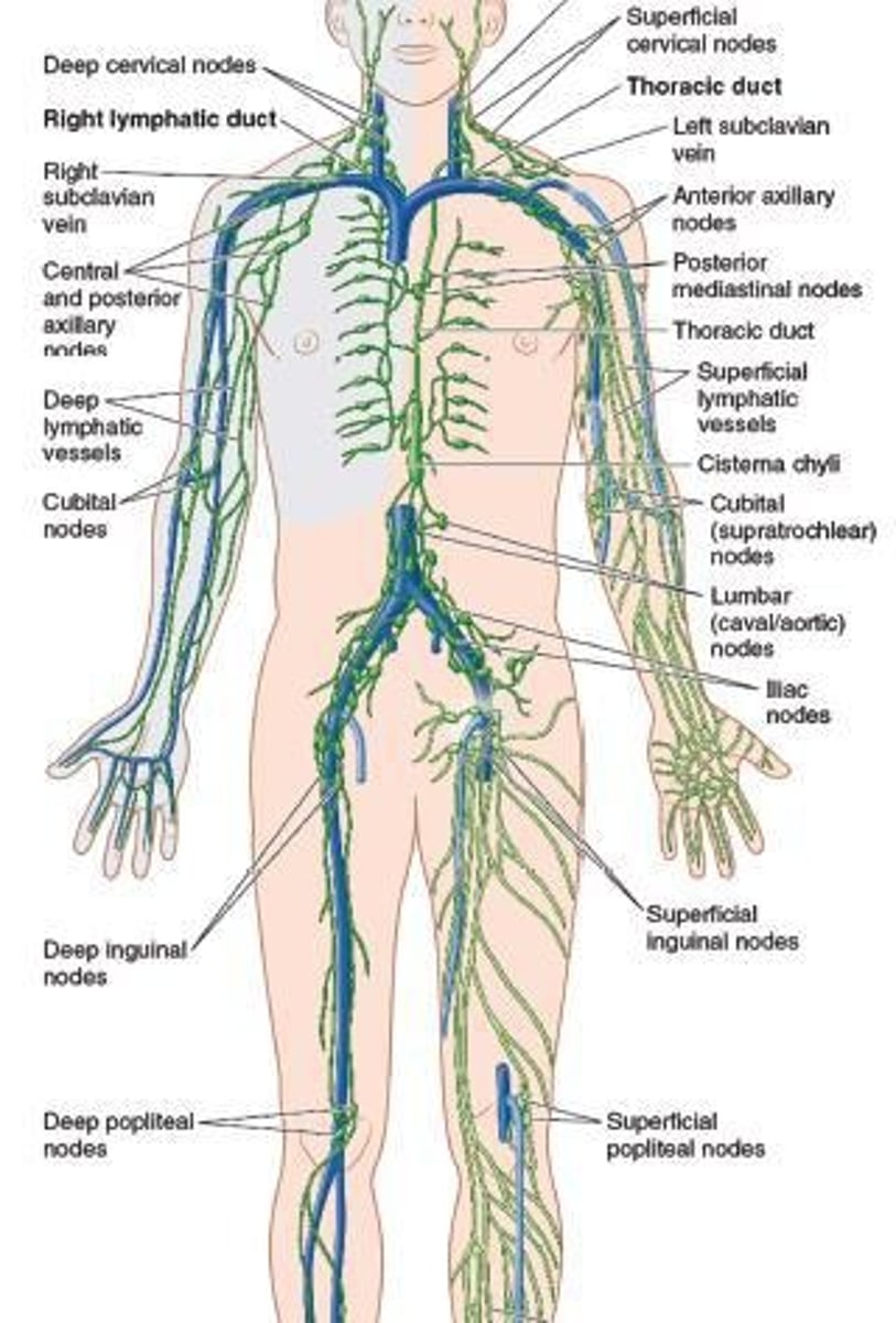 <p>Vascular functions and immune functions.</p>