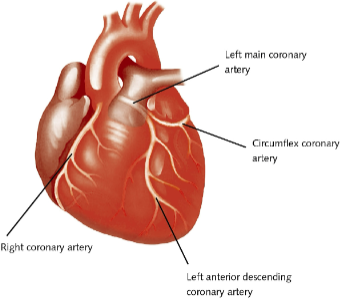 <p>Coronary arteries</p>