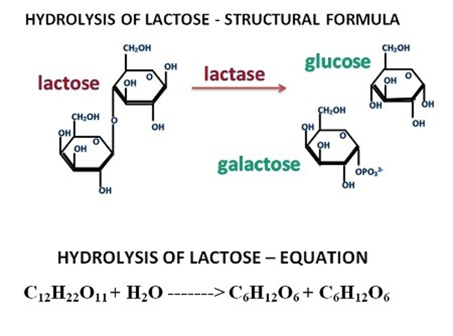 <p>How many C,H,O molecules in a disaccharide (after hydrolysis)?</p>