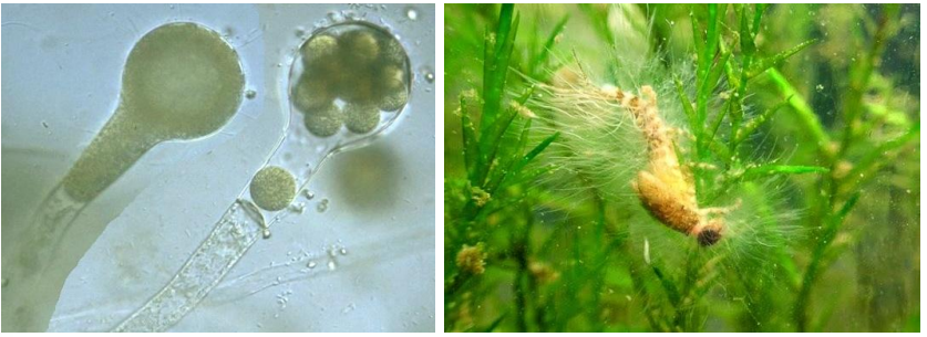 <p>-organizmy grzybopodobne (Stramenopila, Heterokonta)<br>-ściana kom: celuloza i betaglukan<br>-mat. zap: mykolaminaryna<br>-”pseudo” strzępki syfonalne, faza dominująca 2n<br>-odzywianie: osmotrofia (saprotrofy i pasożyty wodne)</p><p>-na zdj. <em>Saprolegnia </em>sp.</p>