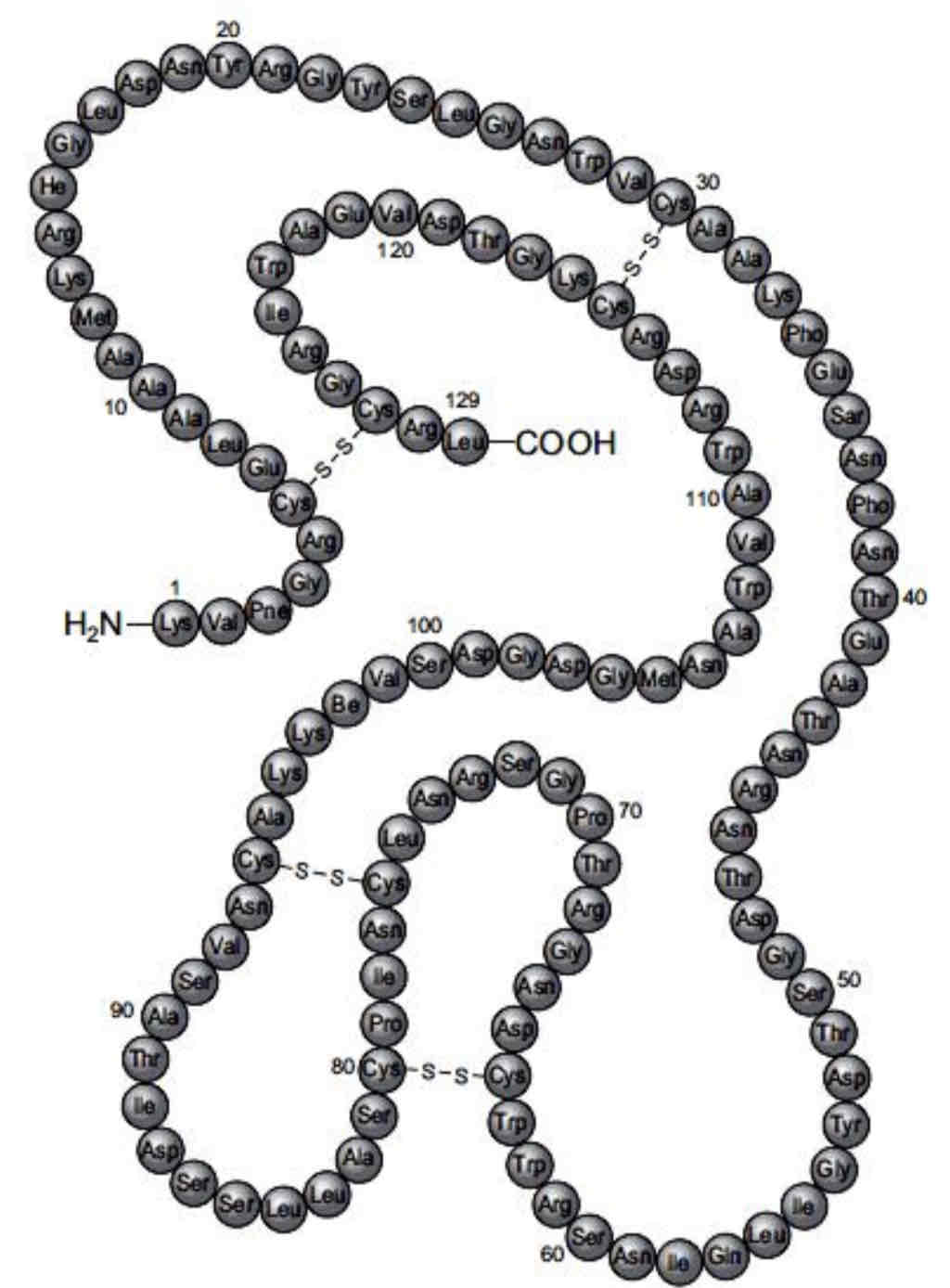 <p>This is the enzyme lysozyme. It has a tertiary structure. The disulphide bonds connect different parts of the polypeptide molecule together. This maintains the shape of the active site, allowing enzyme-substrate complexes to form.</p>