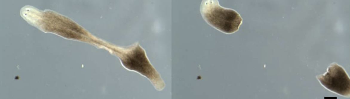 <p>Most flatworms are _____, but asexual reproduction is common in some life cycles</p>