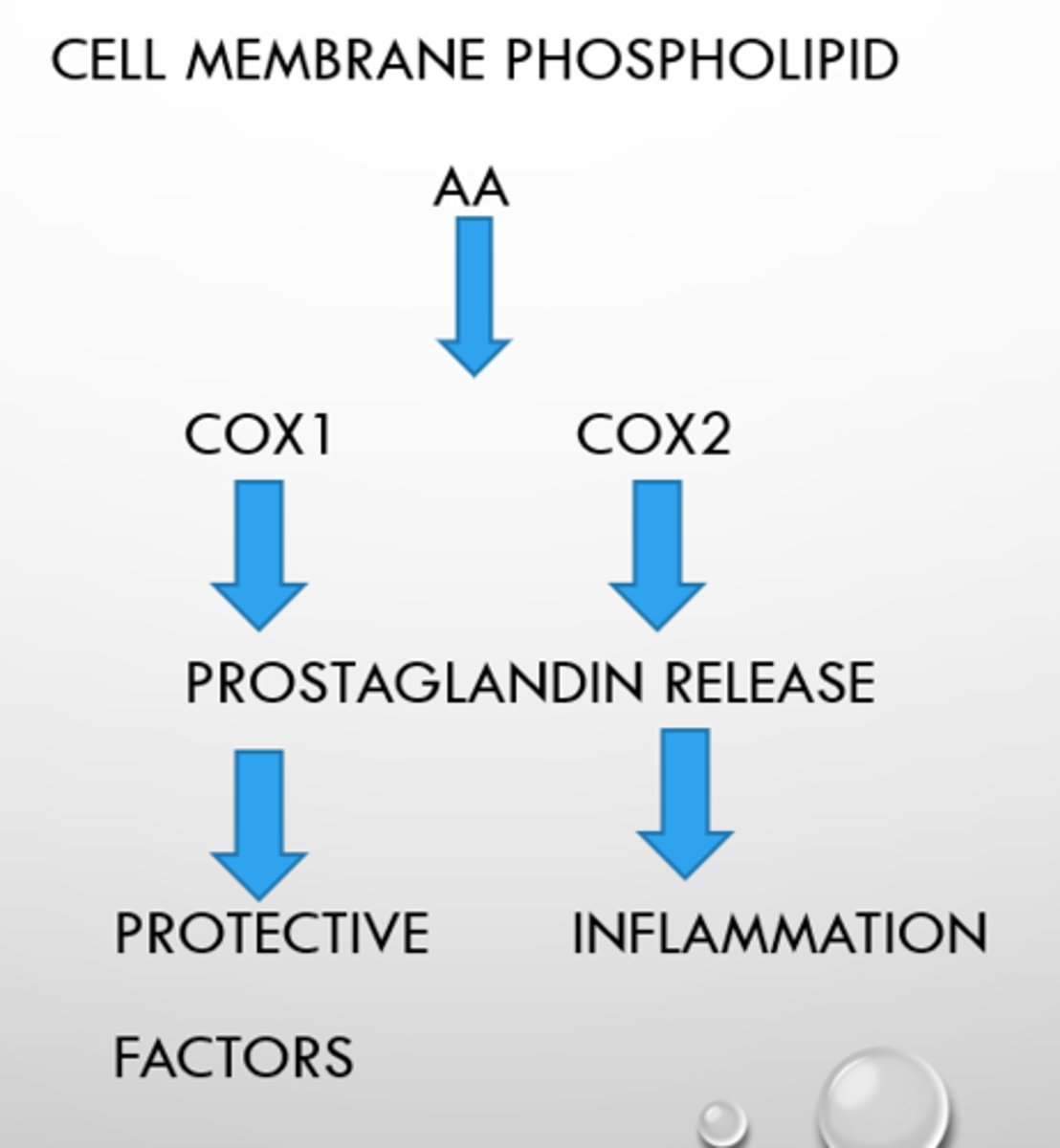 <p>- AA (arachidonic acid) release from cut, infection, injury</p><p>- this then releases into enzymes Cox 1 and Cox 2</p><p>- they cause the release of prostaglandins</p><p>- Cox 1 = protective factors</p><p>- Cox 2 - inflammation</p>
