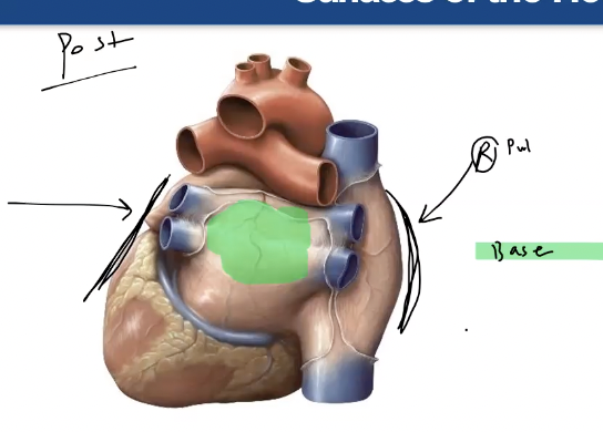 <p>posterior aspect of the heart formed mainly by the LA facing the bodies of T5-T8 vertebrae (T6-T9) when standing </p>