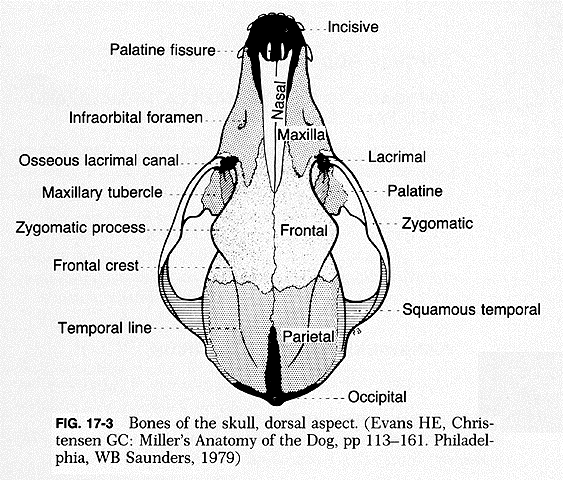<p>External Facial Bones</p>