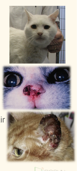 <p>feline SCC: prevalence </p><ul><li><p>more common in</p></li><li><p>affected area</p></li><li><p>singl/ multiple leision?</p></li></ul><p></p>