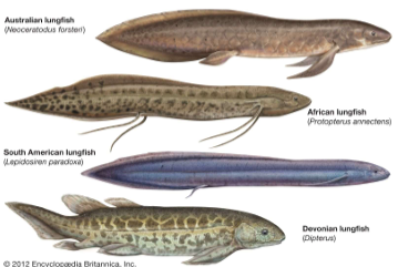 <ul><li><p>Live in <strong>stagnant ponds and swamps</strong></p></li><li><p><strong>Gas exchange</strong> via <strong>gills in water</strong> or <strong>lungs by gulping air</strong> attached to the pharynx</p></li></ul><p></p>