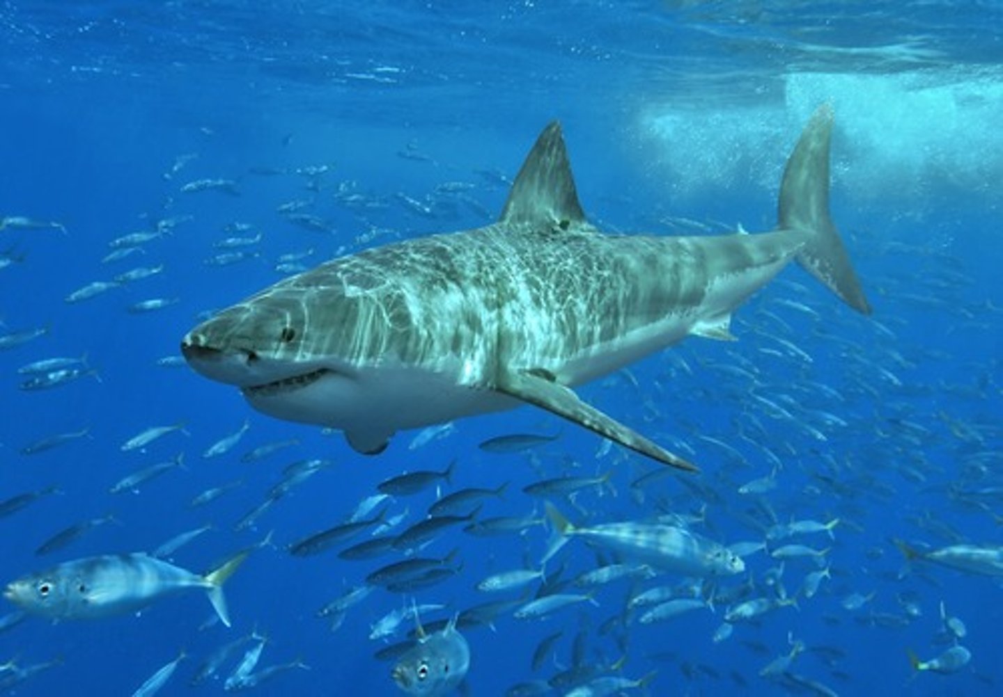 <p>great white shark</p>
