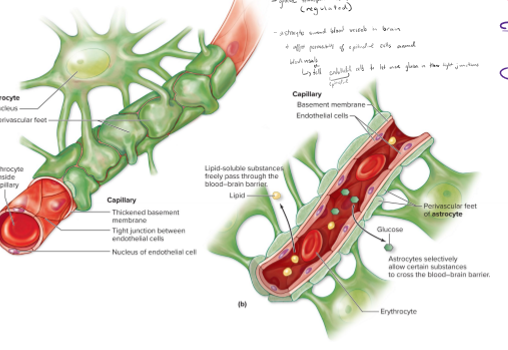 <p>How do substances pass through the blood brain barrier?</p>