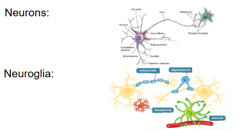 <p>composed of 2 types of cells </p><p>neurons and neuroglia </p>