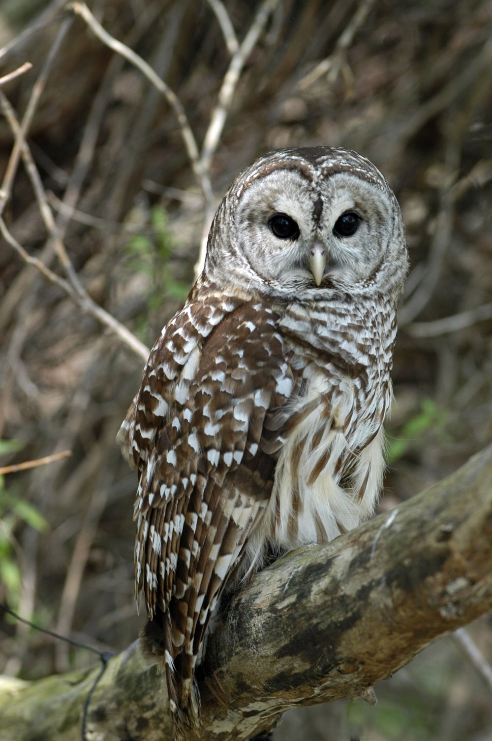 Barred Owl