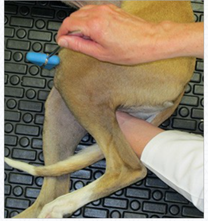 patellar