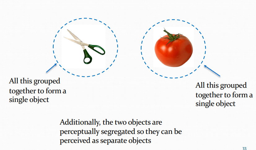 <ul><li><p>Perceptual organisation is achieved by the processes of grouping and segregation.</p></li><li><p>Grouping is the process by which parts of an image are perceptually bound together to form a perceptual whole (e.g. the perception of an object)</p></li><li><p>Segregation is the process by which parts of a scene are perceptually separated to form separate wholes (e.g. the perception of separate objects).</p></li><li><p>Together, grouping and segregation allow a scene to perceptually organised into its constituent objects thereby allowing observers to make sense of the scene</p></li></ul><p></p>