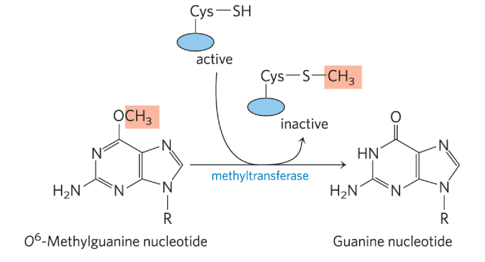 <p>functions in direct repair → fixes alkylation damage</p><ul><li><p>catalyzes direct transfer of methyl group of O<sup>6</sup>-methylguanine to one of its own Cys residues</p><ul><li><p>single methyl transfer event </p><ul><li><p>Cys residue w/ thiol (SH) sidechain picks up methyl</p></li></ul></li><li><p>permanently methylates protein → inactivated (suicide enzyme)</p></li></ul></li></ul><p></p><p><u>mechanism</u></p><ol><li><p>binds to alkylated Guanine on minor groove side</p></li><li><p>binds w/ a-helical motifs, ie. Arginine</p><ol><li><p>arginine = (+) → interacts w/ (-) DNA backbone → stabilizes reaction</p></li></ol></li><li><p>another arginine allows damaged base to flip out </p></li><li><p>base goes into active site where methyl group can be removed → covalently attached to Cys </p></li></ol><p></p><p></p><p></p>