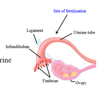 <p>Transport ova from ovaries to the uterus</p>