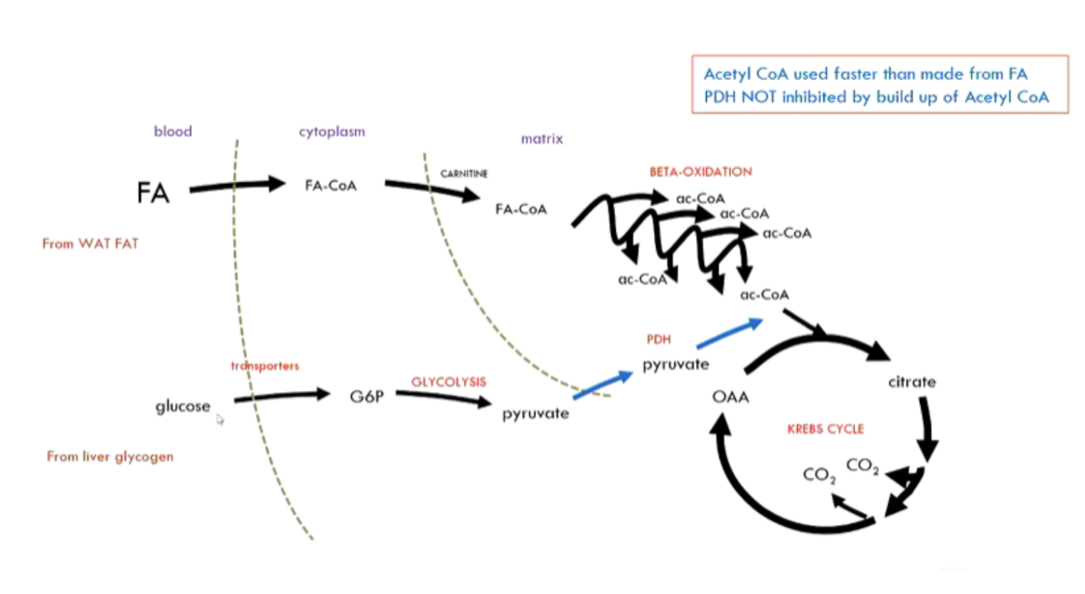 <p><span><strong>gentle</strong>: mostly fatty acids, some glucose → lactate</span></p><p><span><strong>moderate</strong>: maxed-out fat oxidation + increased glucose oxidation <strong>(PDH inhibition lifted) </strong>→ more liver glycogen used; <strong><em>less glucose recycled</em></strong></span></p>