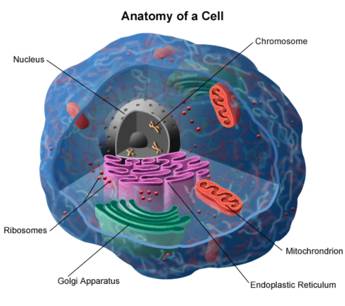 <p>inside nucleus is a complex of proteins and DNA - makes up the cells chromosomes. DNA is copied within the nucleus prior to cell division. The nuclear membrane attached to a network of cellular membranes called the endoplasmic reticulum.</p>