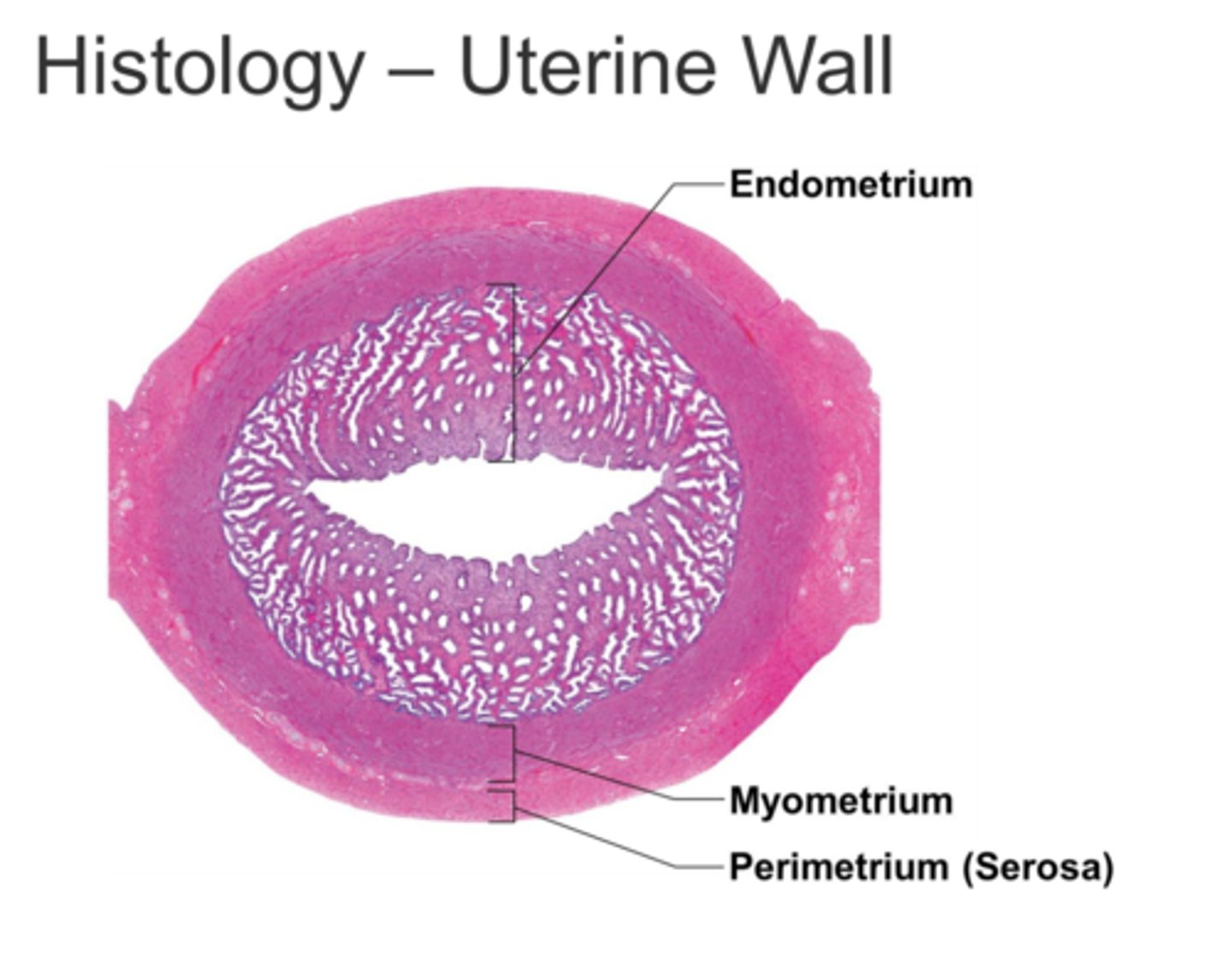 <p>farthest layer</p>
