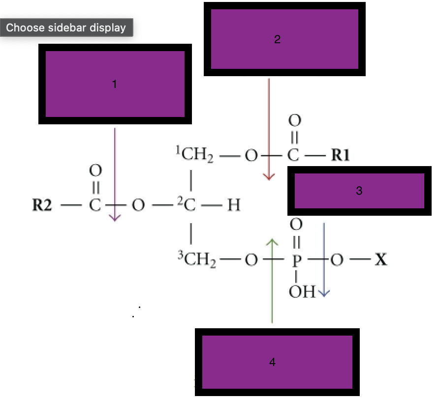 <p>what phospholipases cut at each site ?</p>