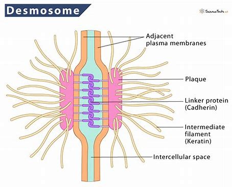 <p>A type of intercellular junction in animal cells that functions as a rivet, fastening cells together. </p>