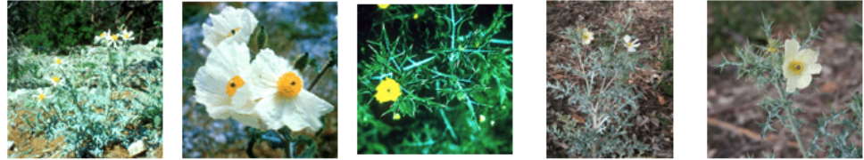 <p>poppy alkaloids</p>