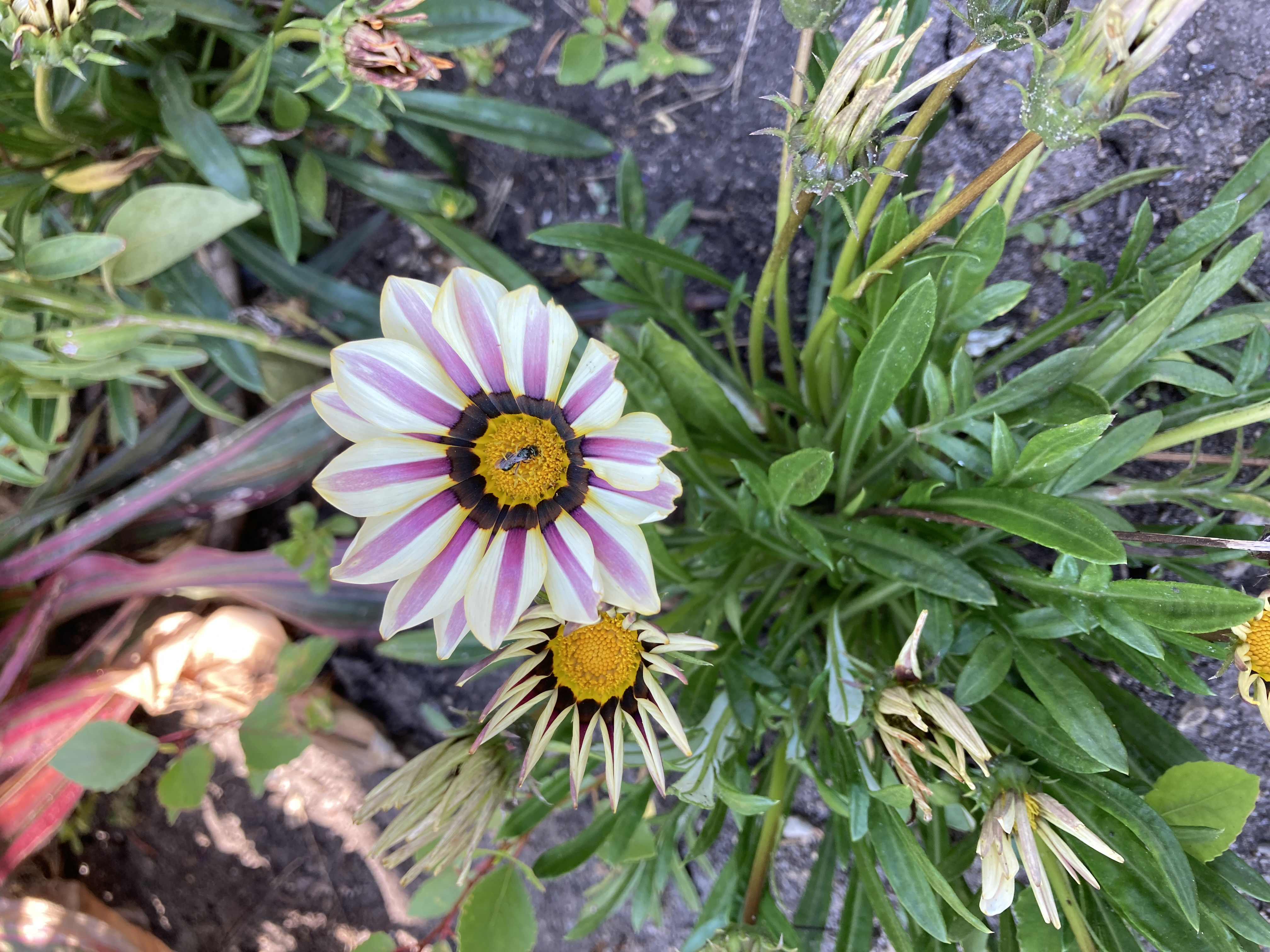 <p>Can have several leaf shapes and must be in full sun to open</p>