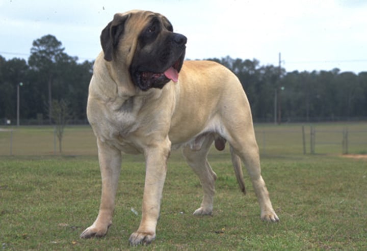 <p>- Working group<br>- Giant (over 175 lbs)<br>- Bred for guarding and fighting<br>- Fawn, apricot, or brindle with black mask</p>