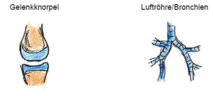 <p>Gelenkknorpel, Luftröhre/Bronchien</p>