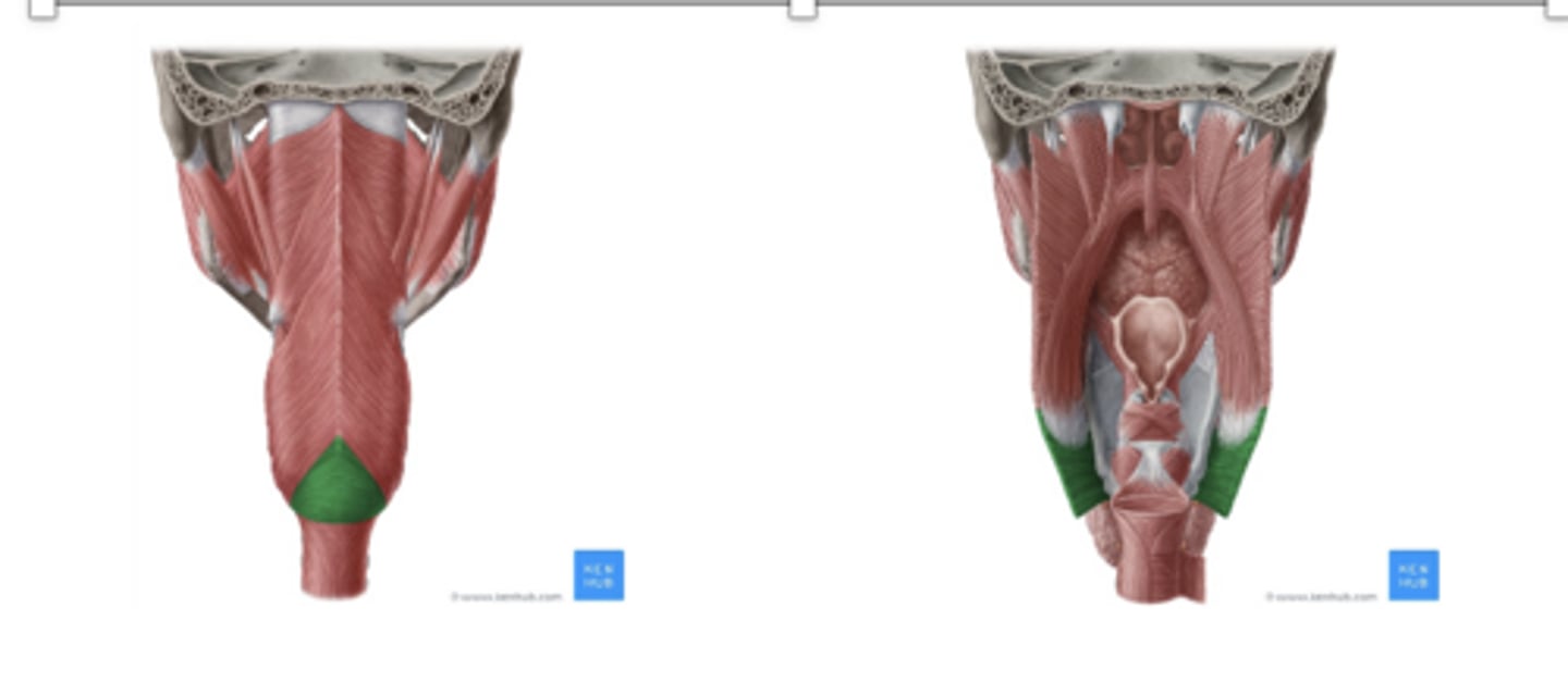 <p>•May or may not be part of the inferior constrictor muscle</p><p>•Point of attachment- posterolateral surface of the cricoid lamina</p>