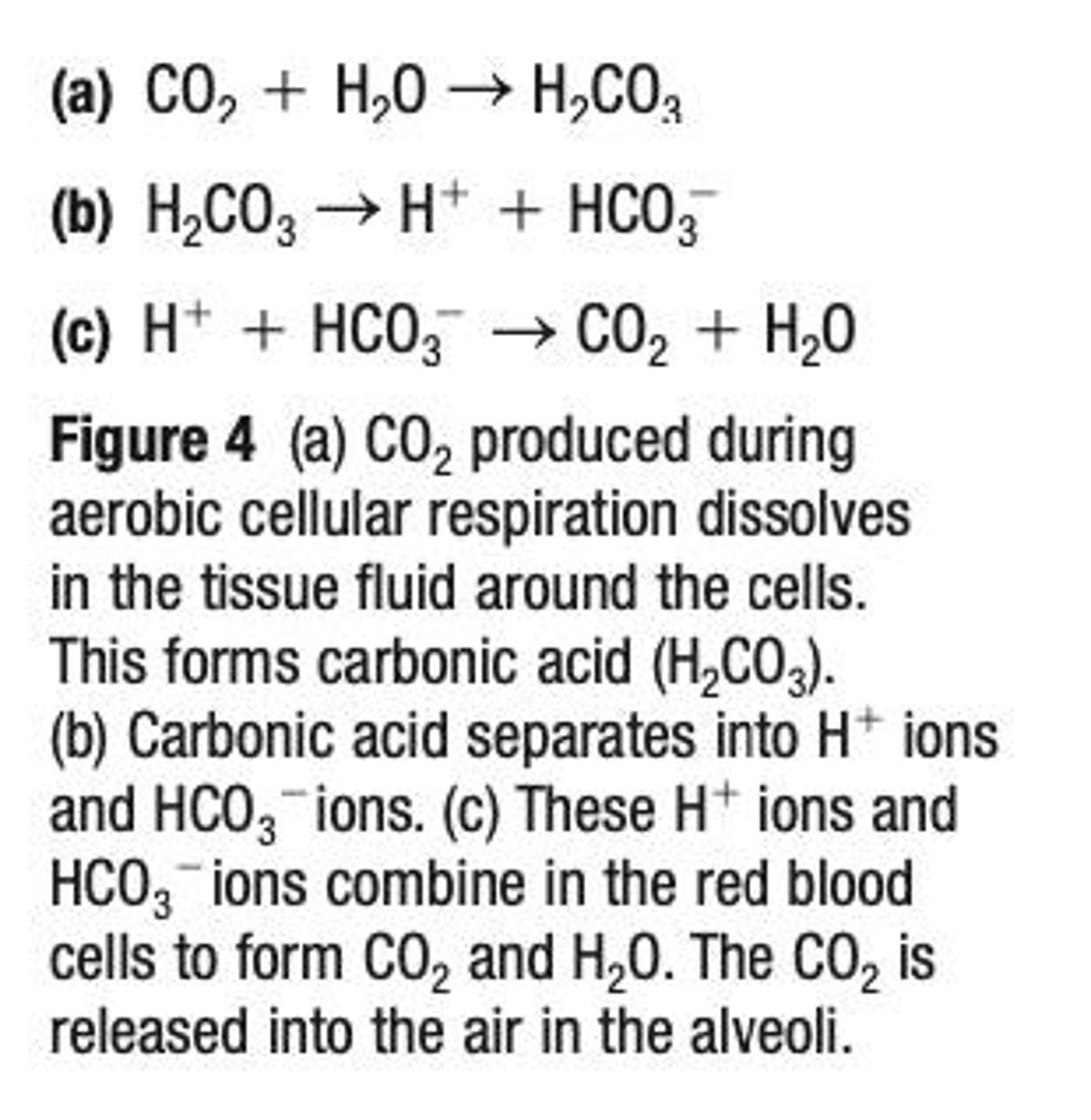 <p>About 10% is dissolved in blood plasma.</p>
