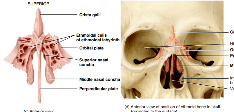 <p>markings → crista galli, cribiform plate, perpendicular plate, olfactory plate</p><p>description→ medial wall of orbits, anterior part of cranial base</p><p>function → supporting structurestructure of nasal cavity and forms surface area inside it</p>