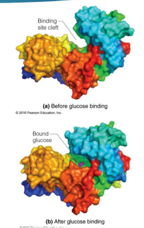 <ul><li><p><span><strong>Specificity and reactivity</strong> are often linked</span></p><ul><li><p><span>In the <strong>hexokinase reaction</strong>, binding of glucose in the active site induces a conformational change in the enzyme that causes the 2 domains of hexokinase to close around the substrate, creating the<strong> catalytic site</strong></span></p></li></ul></li></ul><p></p>
