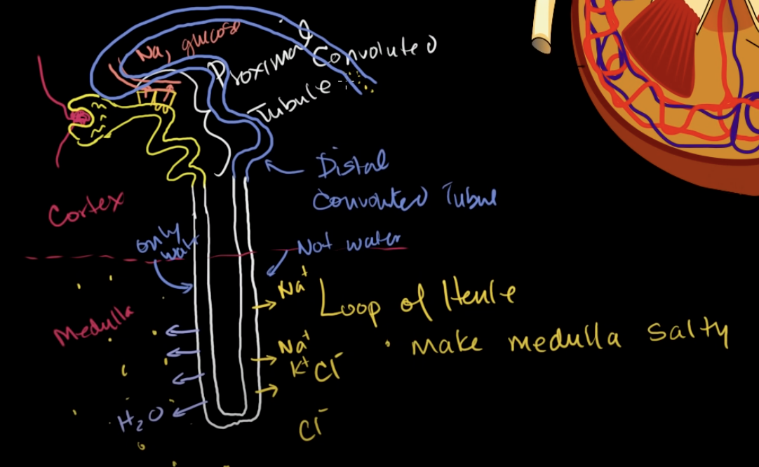 <p>it goes to distal convoluted tubule. it just reabsorbs any last bits of water or minerals left.</p>