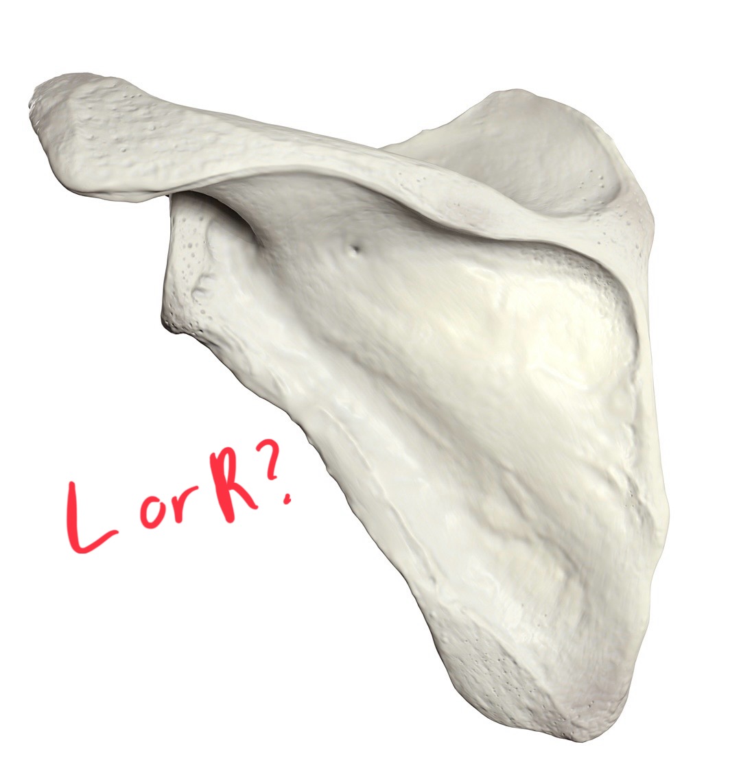 <p>Spine points at 10oclock</p>