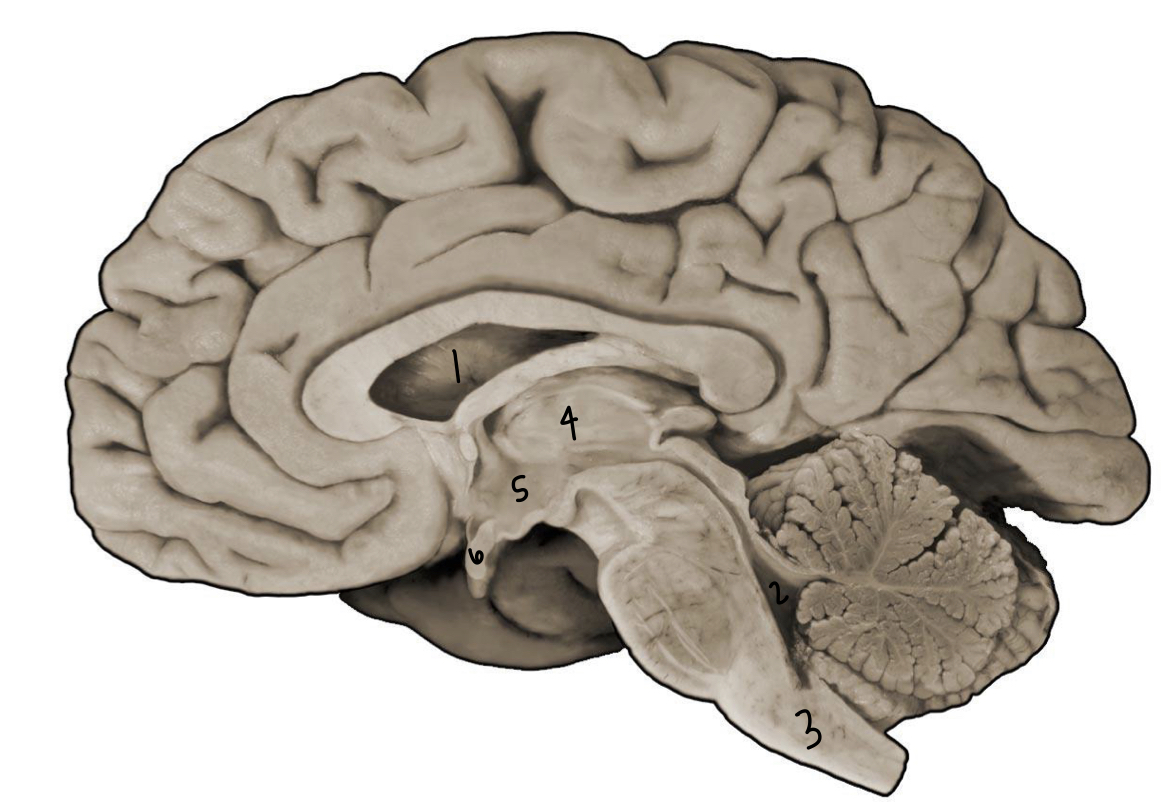 <p>What structure is labeled 5?</p>