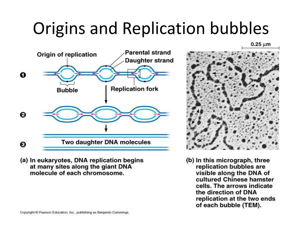 <p>there are multiple origins of replication, to speed up the process of DNA replication</p>