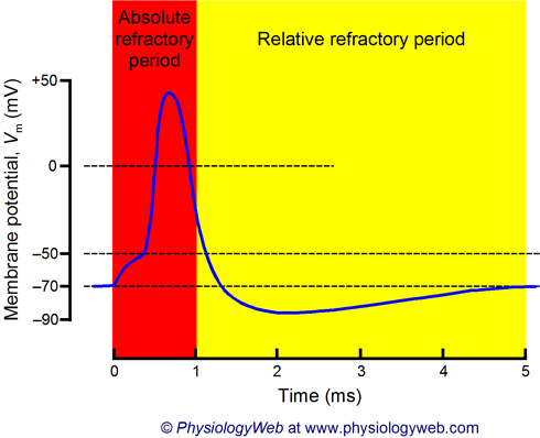 <p><mark data-color="#e7e90e" style="background-color: rgb(231, 233, 14); color: inherit;">Relative Refractory Period</mark></p>