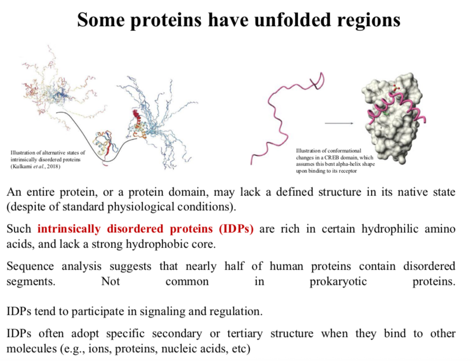 <p><span>Such </span><span style="color: red;"><strong>intrinsically disordered proteins (IDPs)</strong></span><span><strong> </strong>are rich in certain hydrophilic amino acids, and lack a strong hydrophobic core.</span></p>