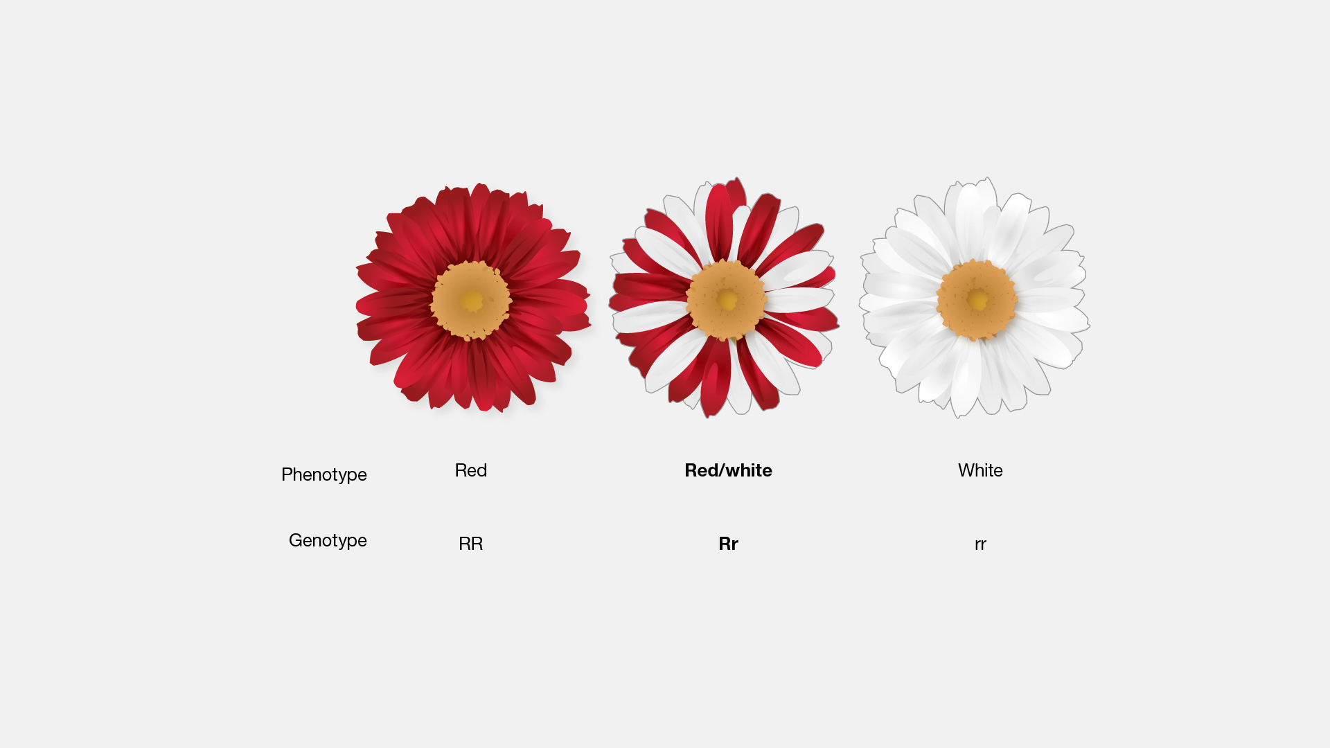 <ul><li><p>neither <strong>allele </strong>is dominant or recessive, both traits appear</p></li><li><p>examples</p><ul><li><p>blood type: A and B alleles are _____, when inherited they create the <strong>phenotype </strong>of AB blood</p></li><li><p>sickle cell: when humans inherit one allele for sickle cell hemoglobin and one normal allele, both proteins are made and create the sickle cell trait</p></li><li><p>flowering plants: some flowering plants show patches of different colors on the same flower</p></li></ul></li></ul><p></p>