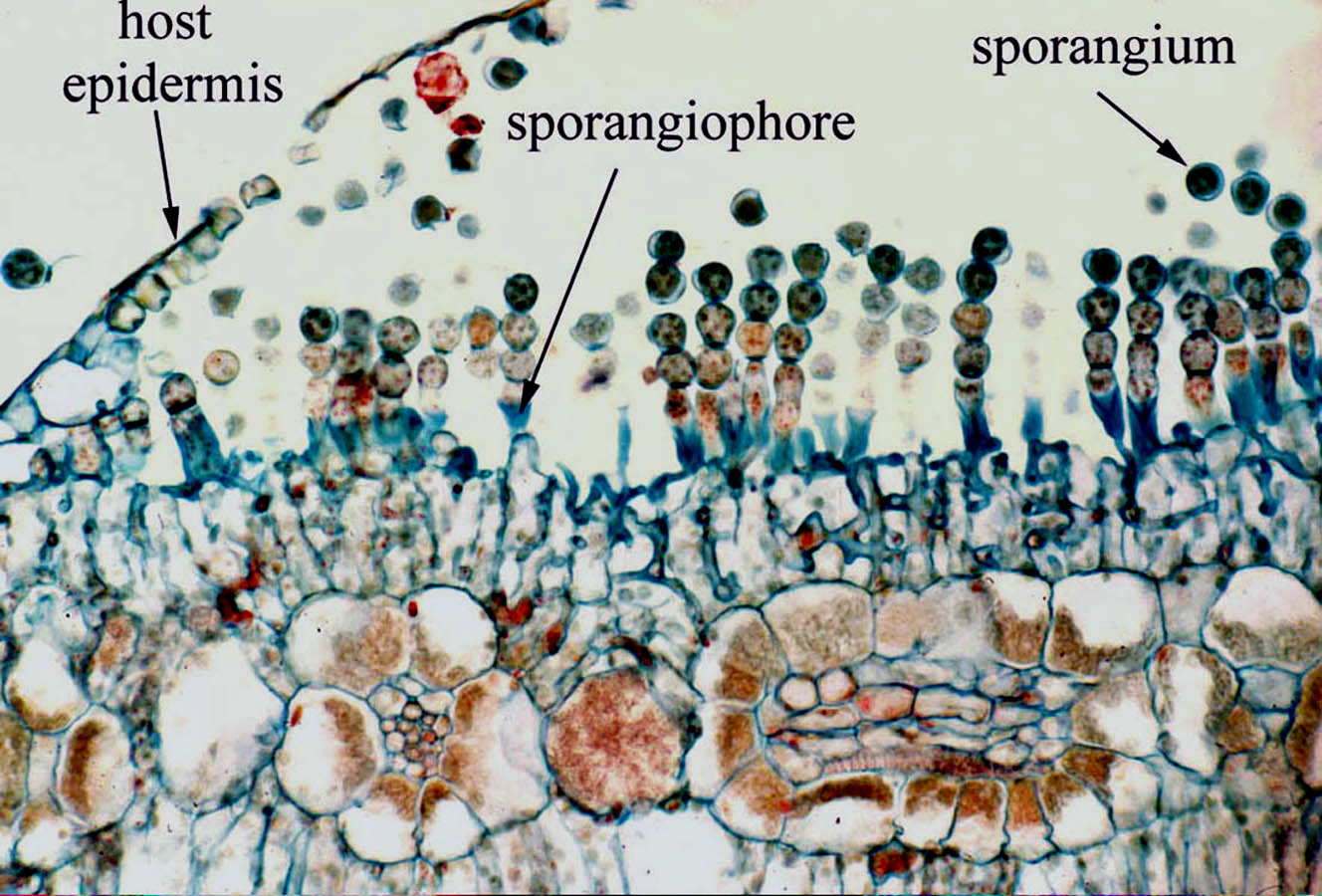 <p>Albugo candida: Vad exemplifierar denna bild?</p>