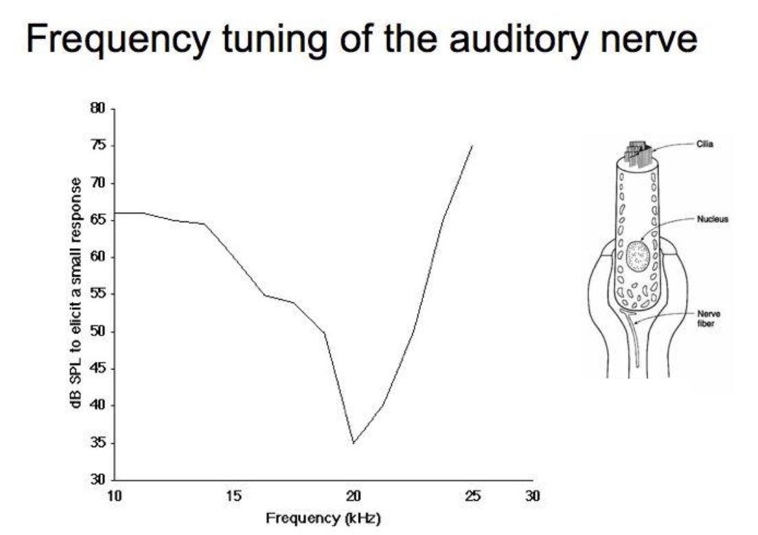 <p>a faint stimulus at its best frequency</p><p>OR</p><p>a loud stimulus at a frequency far from that at which its sensitivity is highest</p>