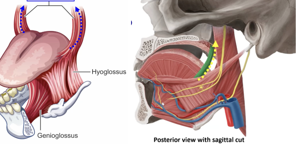 <p>extrinsic tongue muscle</p><p>attachments: back side of tongue, palatine aponeurosis</p><p>function: pull tongue dorsum up and back (/ng/ or /k/)</p>