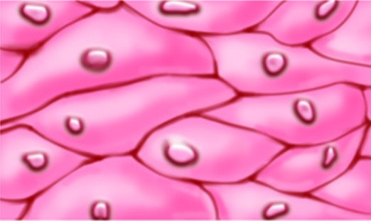 <p>Epithelial Tissue</p>