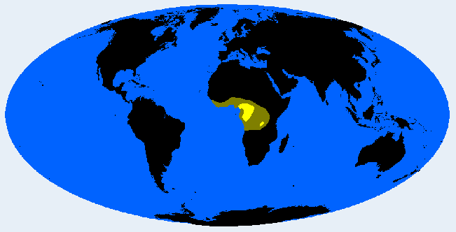 <p>West Congolesid (Congolid)</p>