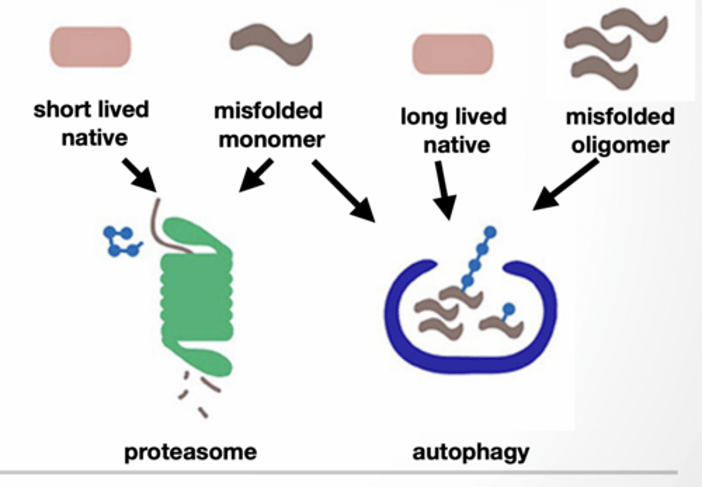 <p>PROTEIN NEEDS TO BE REMOVED DUE TO DAMAGE OR REGULATION OF ACTIVITY</p><p>Proteasome - direct degradation</p><p>Short lived proteins misfolded monomers</p><p>Autophagy - delivery to lysosome Long lived proteins misfolded oligomers/monomers </p><p>Both are tagged with ubiquitin </p><p>Autophagy is for </p><p>nutrient and energy homeostasis</p><p>removal of damaged organelles </p><p>removal of aggregate proteins </p><p>removal of intracellular pathogens</p><p>Macroautophagy </p><p>molecules are enveloped by a membrane to form autophagosome </p><p>membrane fuses with lysosome </p><p>Microautophagy small debris are sequestered into lysosome </p><p>Chaperone Mediated Autophagy (CMA) proteins are transported through a channel</p>
